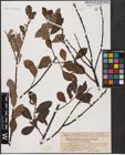 Foto von Salix aurita L. x Salix cinerea L.